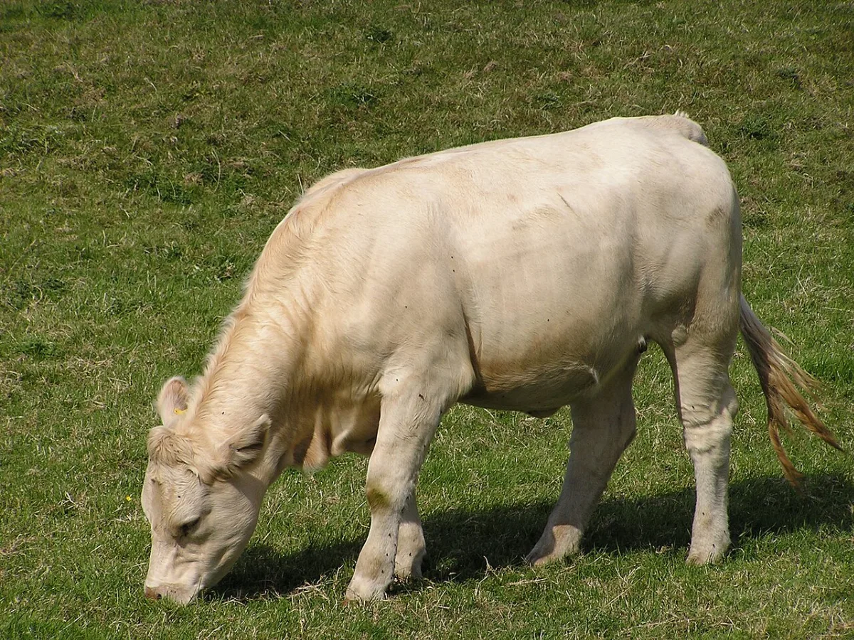 A cow standing in a green field