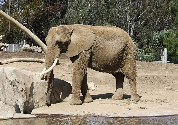 An African elephant standing at the San Diego Zoo
