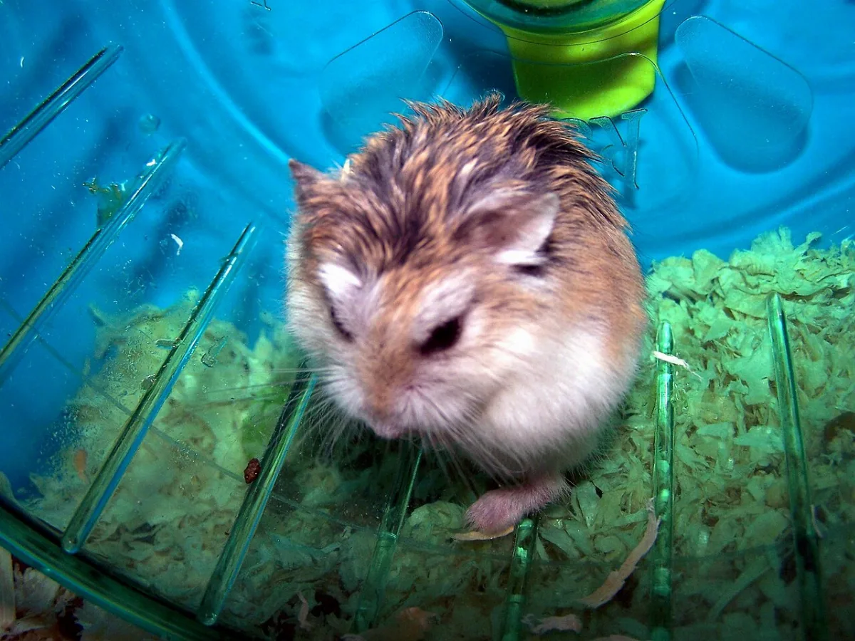 A tiny Roborovski dwarf hamster sitting on a light surface